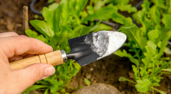 salt for killing grass