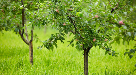 small dwarf trees