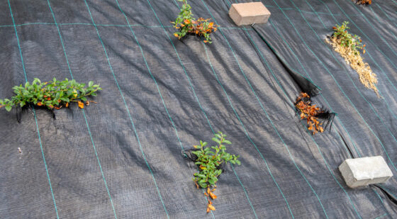 solarization for killing grass