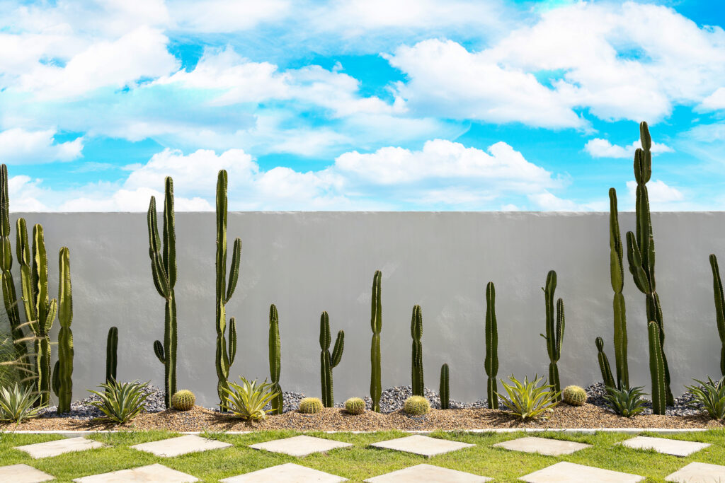 Cactus plants and landscaping