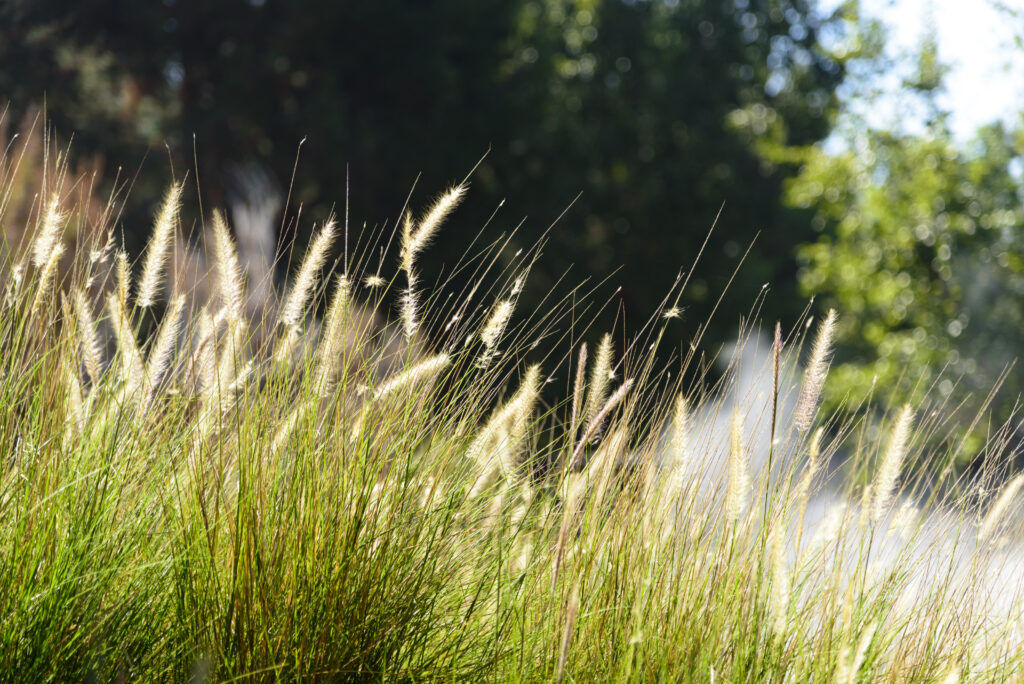 landscaping grass