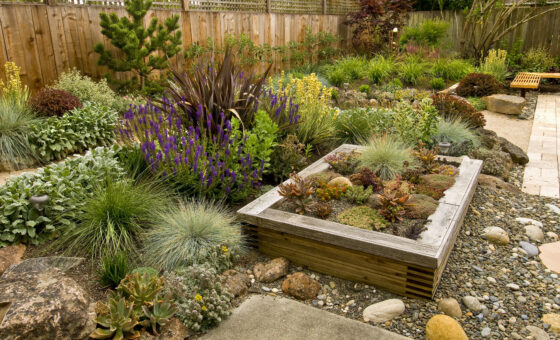 Succulent garden in the backyard of a Bonita, CA home. 