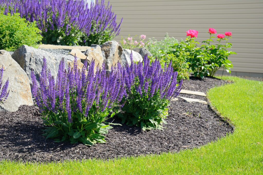 Salvia flowers growing in a Southern California yard. 