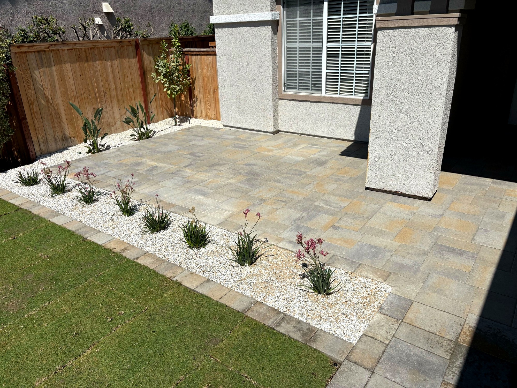 Side patio in Belgard pavers, edged with a White Ice DG border and kangaroo paw against the lawn.