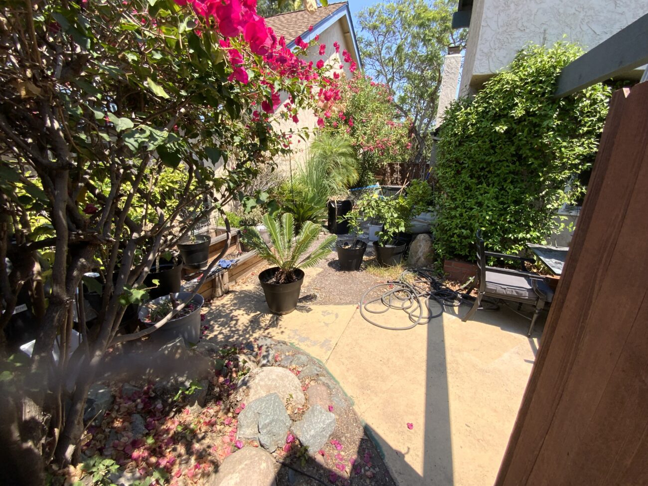 Narrow residential side yard with an existing concrete patio and planting beds. Mature shrubs and potted plants, a stone border and bench seating are visible under partial pergola shade, showing the current site condition prior to hardscape work.