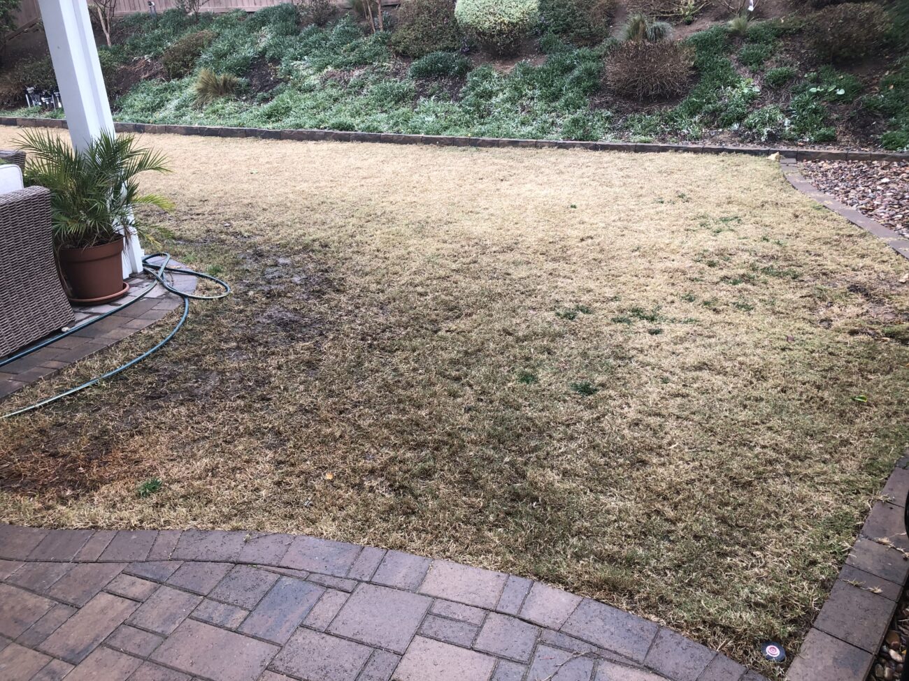 Dormant, patchy backyard lawn with tan grass, brick paver patio, potted palm, and a coiled garden hose.