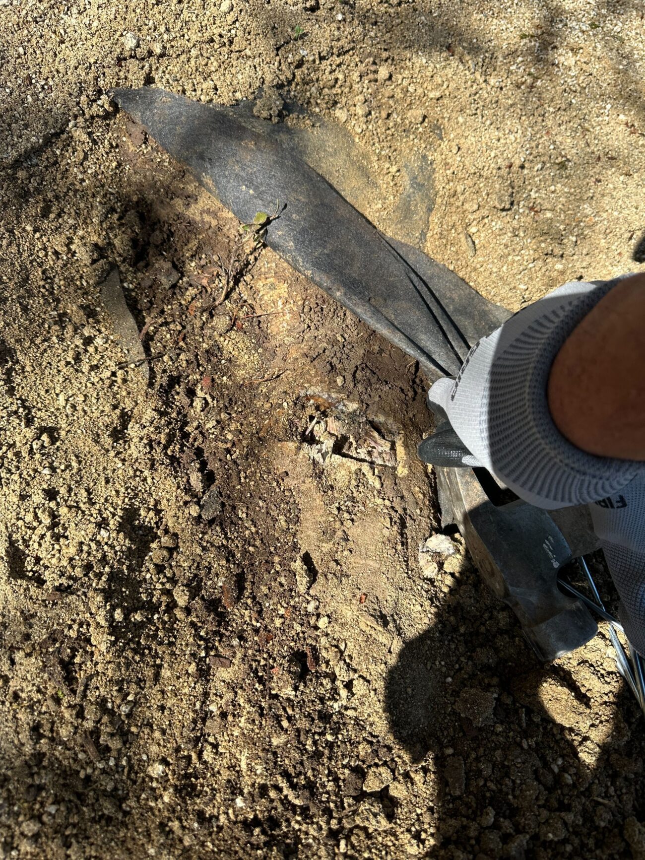 Worker using a shovel and gloved hand to lift and remove landscape fabric, exposing compacted soil and rocky subgrade....