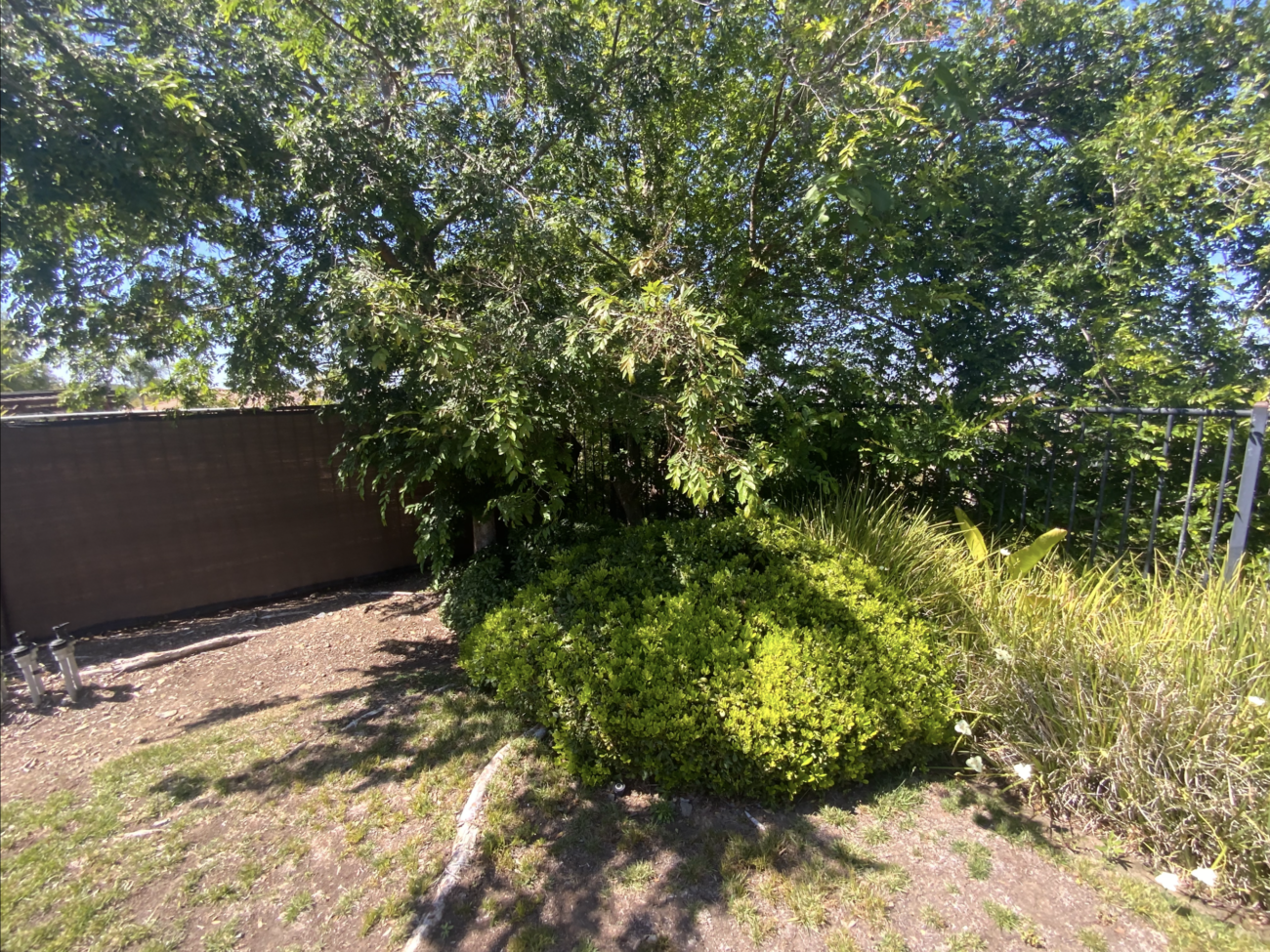 Existing residential backyard with overgrown shrubs and shade trees, patchy natural turf and exposed bare soil in the...