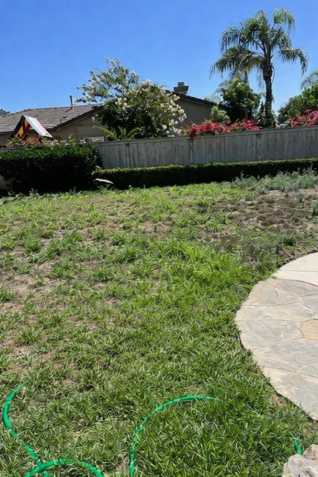 Existing backyard showing patchy natural grass adjacent to a curved concrete walkway and residential fence. Photo is...